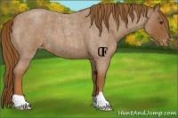 Horse Color:Red Roan Appaloosa