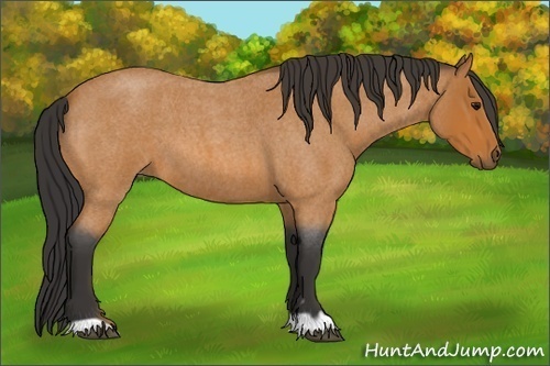 Horse Color:Bay Roan 