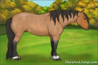 Horse Color:Bay Roan 