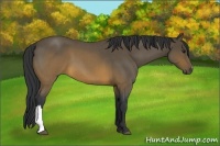 Horse Color:Brown Roan 