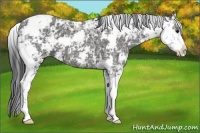 Horse Color:Black Ice Sabino 