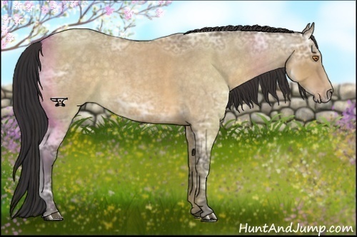 Horse Color:Buckskin Ice Roan Dun Rabicano 