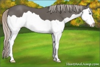 Horse Color:Silver Black Splash