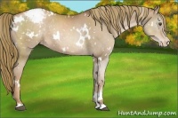 Horse Color:White Spotted Liver Chestnut Pearl Appaloosa 