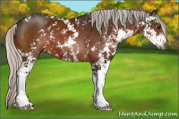 Horse Color:Gray Silver Bay Sabino 