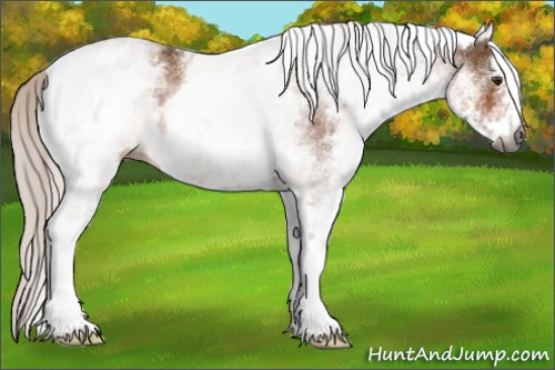 Horse Color:Gray White Spotted Silver Bay