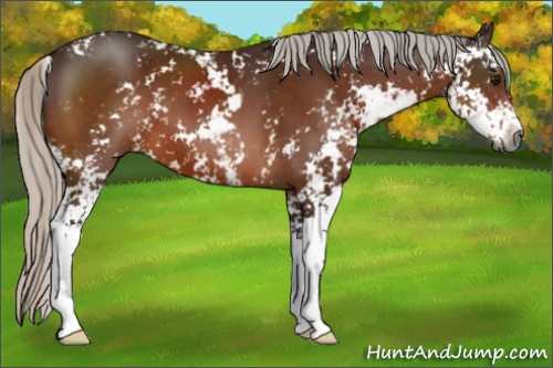 Horse Color:Gray Silver Bay Sabino
