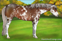 Horse Color:Gray Silver Bay Sabino 