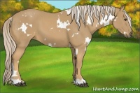 Horse Color:White Spotted Palomino