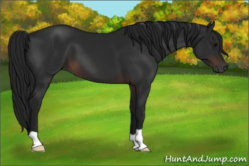 Horse Color:Gray Brown 