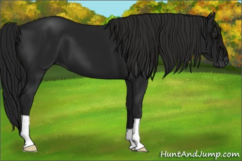 Horse Color:Gray Black 