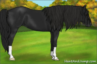 Horse Color:Gray Black 