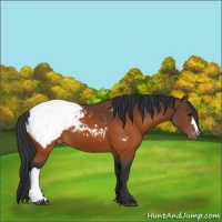 Horse Color:Brown Snowcap