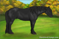 Horse Color:Gray Black 