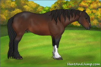 Horse Color:Gray Bay 