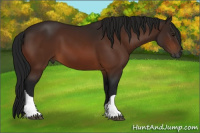 Horse Color:Gray Bay 