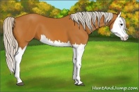 Horse Color:Silver Bay Splash