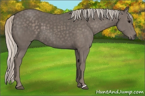 Horse Color:Silver Black 