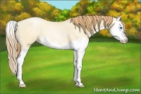 Horse Color:Amber Champagne Roan Pearl Dun Splash 