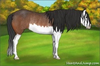 Horse Color:Bay Sabino Splash Rabicano 