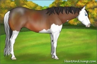 Horse Color:Bay Splash 
