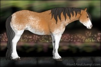Horse Color:White Spotted Bay Rabicano