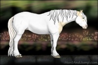 Horse Color:Silver Amber Cream Champagne Dun Splash Tobiano Frame Blanket Rabicano 