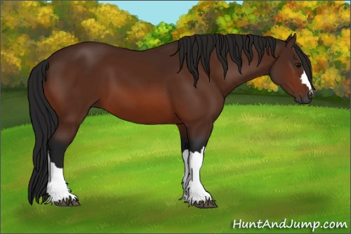 Horse Color:Gray Bay