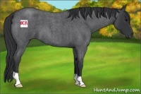 Horse Color:Blue Roan 