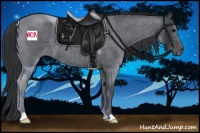 Horse Color:Blue Roan 