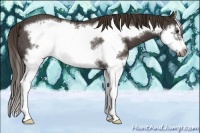 Horse Color:Liver Chestnut Sabino Splash Frame Varnish Rabicano 