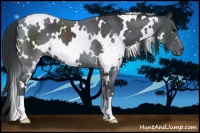 Horse Color:White Spotted Black