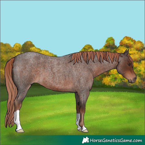 Horse Color:Liver Red Roan 