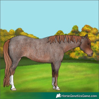 Horse Color:Liver Red Roan 
