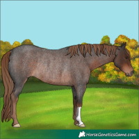 Horse Color:Liver Red Roan Rabicano 