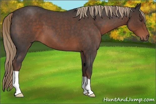 Horse Color:Liver Red Roan 