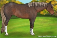 Horse Color:Liver Red Roan 