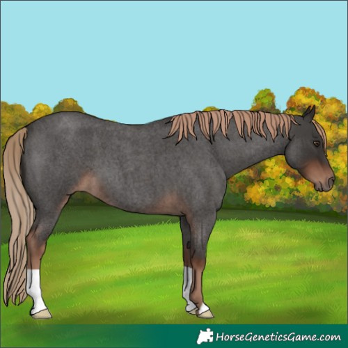 Horse Color:Liver Red Roan