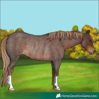 Horse Color:Liver Red Roan Rabicano 