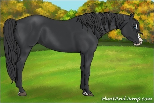 Horse Color:Black Splash