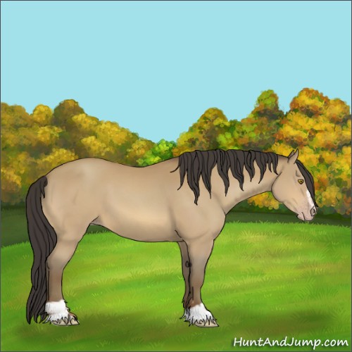Horse Color:Amber Champagne Sabino 