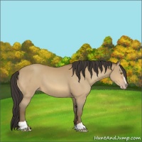 Horse Color:Amber Champagne Sabino 