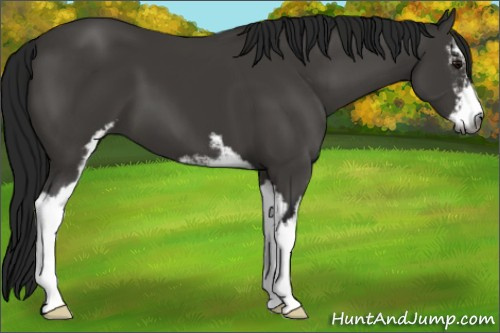 Horse Color:Gray Black Sabino 