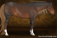 Horse Color:Liver Chestnut 