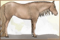 Horse Color:Liver Chestnut Pearl Appaloosa
