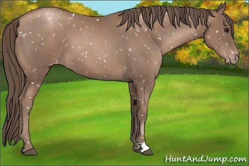 Horse Color:Black Pearl Appaloosa 