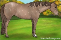 Horse Color:Black Pearl Appaloosa 