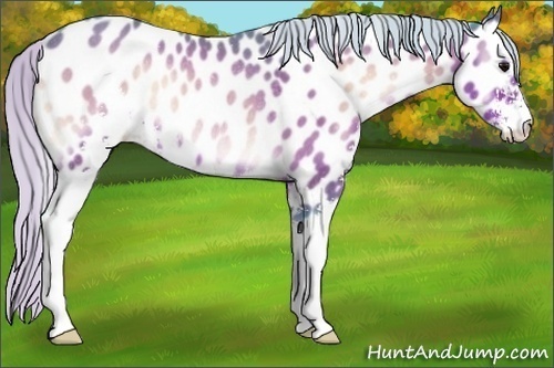 Horse Color:Watercolor Silver Brown Onyx Sabino Near Leopard Rabicano 