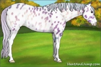 Horse Color:Watercolor Silver Brown Onyx Sabino Near Leopard Rabicano 