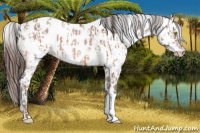Horse Color:Amber Champagne Appaloosa  and Gray Amber Champagne Appaloosa 